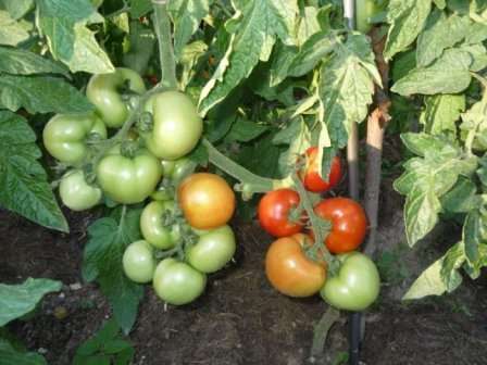 Какую урожайность дает томат сорта санька?