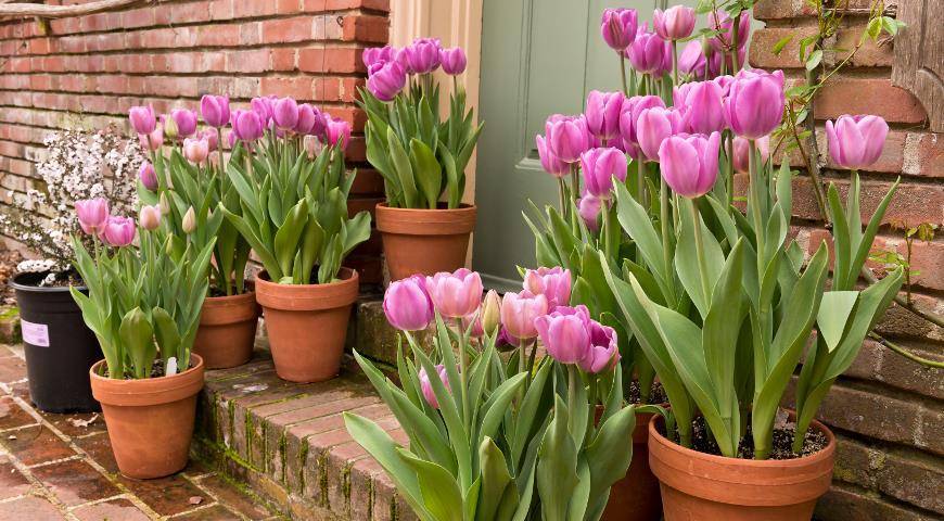 Когда сажать тюльпаны: 4 секрета роскошной клумбы