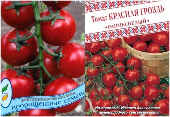 Описание сорта и характеристика томата красная гроздь, его урожайность