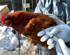 У ваших кур птичий грипп? как спасать птиц и возможно ли это сделать?