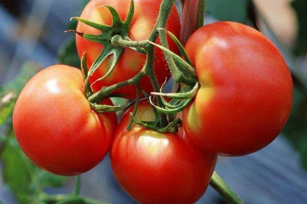 Гибрид помидора «третьяковский f1»: фото, видео, отзывы, описание, характеристика, урожайность