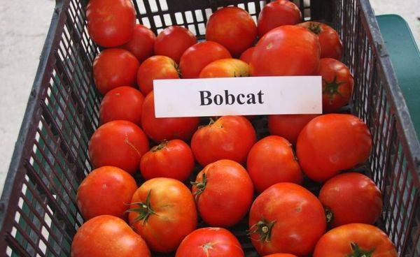 Сортовая характеристика томатов бенито