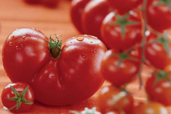 Обзор новых сортов и гибридов томатов сезона 2016-2017
