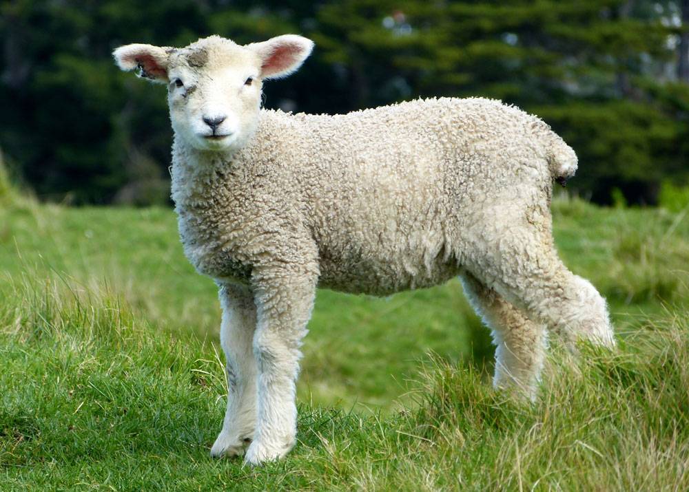 Что делать с шерстью овец после стрижки: обработка в домашних условиях