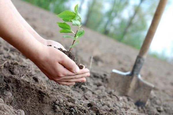 Фосфорные удобрения – применение и виды. их значение в питании растений