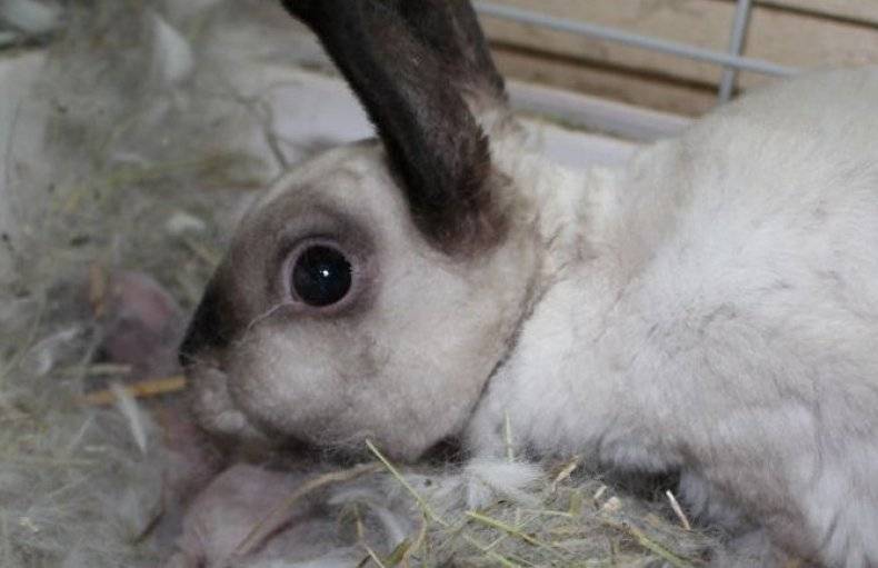 Беременность крольчих и роды: уход за кроликами