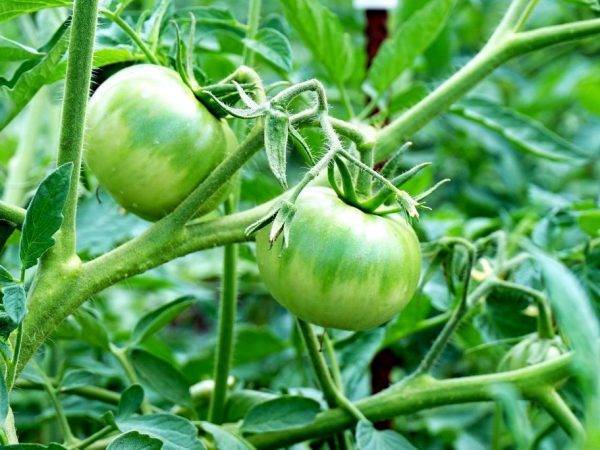 Порадует урожаем даже в неблагоприятных погодных условиях — томат «снежный барс» : описание сорта