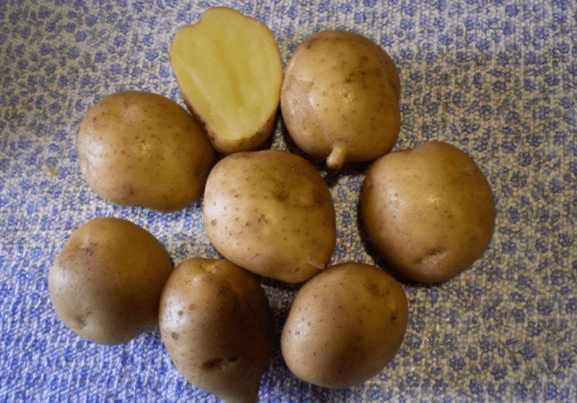 Картофель жуковский: 8 особенностей и 10 советов по выращиванию и уходу