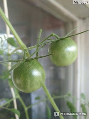 Описание сорта томата Синичка, рекомендации по выращиванию