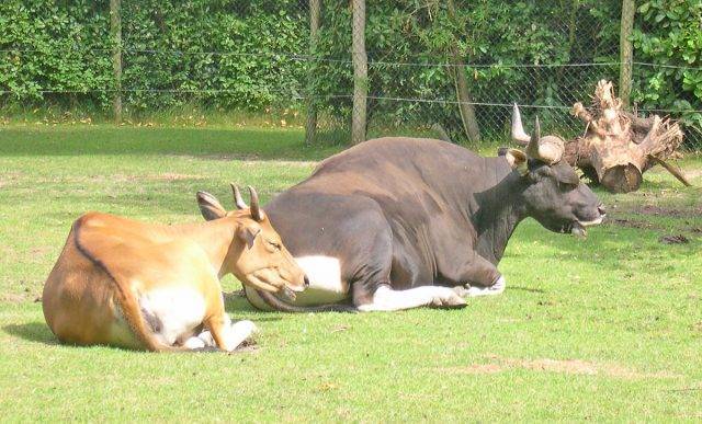 Особенности содержания племенных быков-производителей