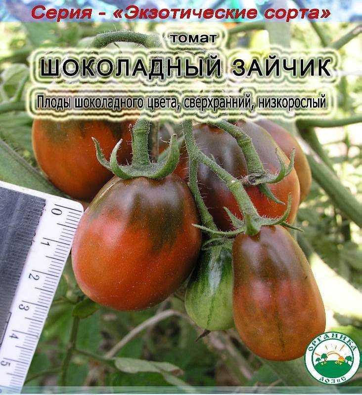 Черноплодные сорта томата «шоколадный зайчик» и «черный шоколад»: фото, отзывы, описание, характеристика, урожайность