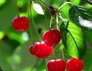 Сорт вишни Сания: описание дерева и плодов, тонкости выращивания и ухода