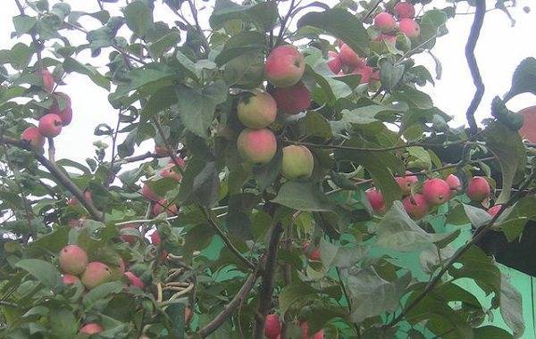 Кисло-сладкие яблоки сорта янтарь отличаются высоким качеством