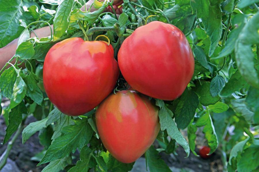 Нежный вкус черных сердец — описание сорта томата «черное сердце бреда»