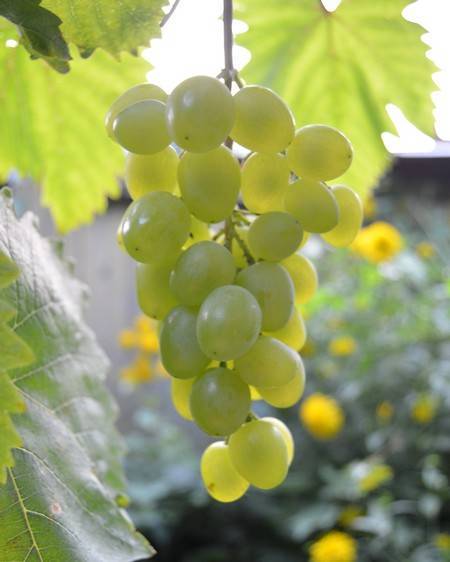 Обработка винограда в июне после цветения: лучшие средства и препараты