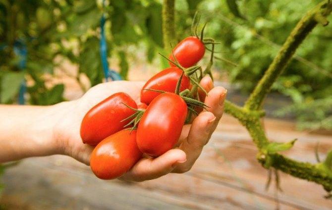 Сорт томата «петр первый f1»: описание, характеристика, посев на рассаду, подкормка, урожайность, фото, видео и самые распространенные болезни томатов