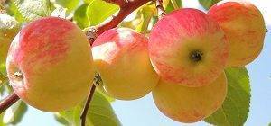 Как вырастить яблони сорта услада у себя в саду: разбираемся в вопросе