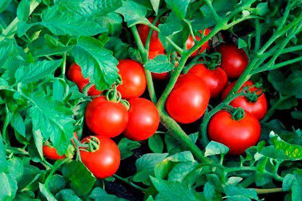Сорт (гибрид) помидоров «ильич f1»: описание, характеристика, урожайность, фото и видео