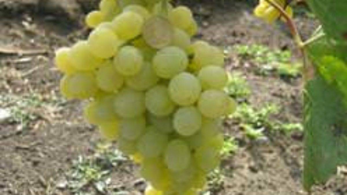 Описание винограда сорта кокур, правила посадки и выращивания