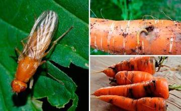 Чем обрабатывать морковь от тли: препараты и народные способы борьбы
