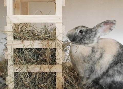 Размеры и чертежи 10 лучших видов кормушек для кроликов