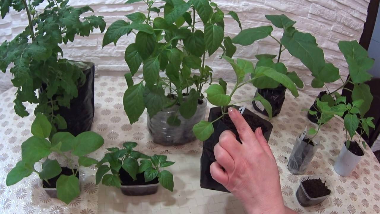 Выращивание томатов по китайской технологии: в чем суть, особенности и преимущества метода