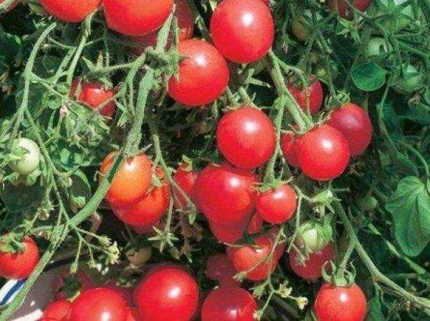Характеристика и описание сорта томата Клюква в сахаре, его урожайность