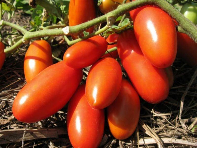 Характеристика и описание сорта томата эм чемпион, урожайность