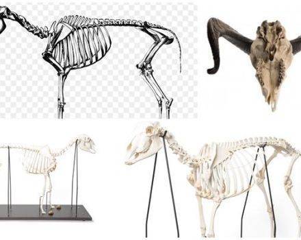 Скелет овцы: анатомия конечностей и механика движений, сколько ребер