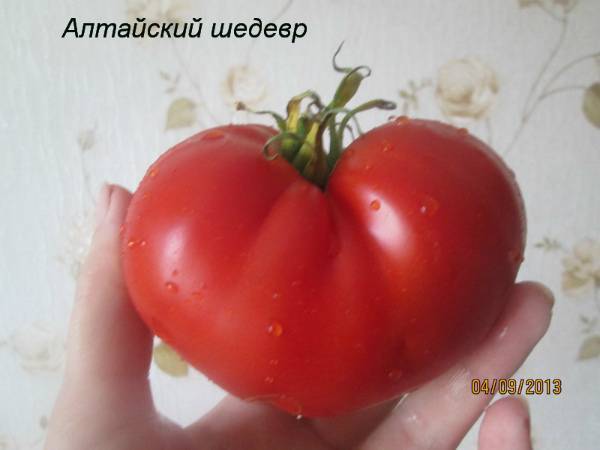Алтайский шедевр — вкусные томаты не только для алтая