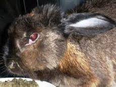 Болезни кроликов — симптомы, их лечение и профилактика