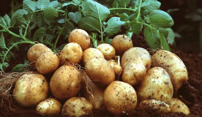Описание сорта картофеля Санте, его характеристика и выращивание
