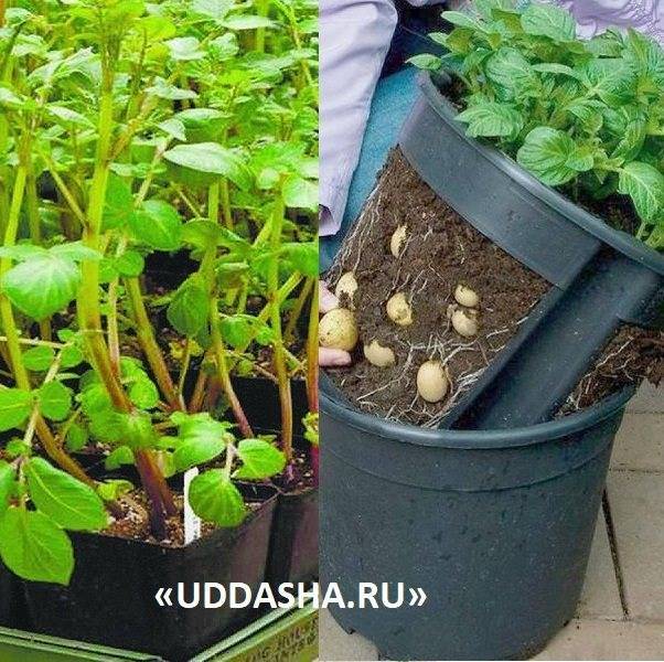 Как вырастить картофель из семян в домашних условиях