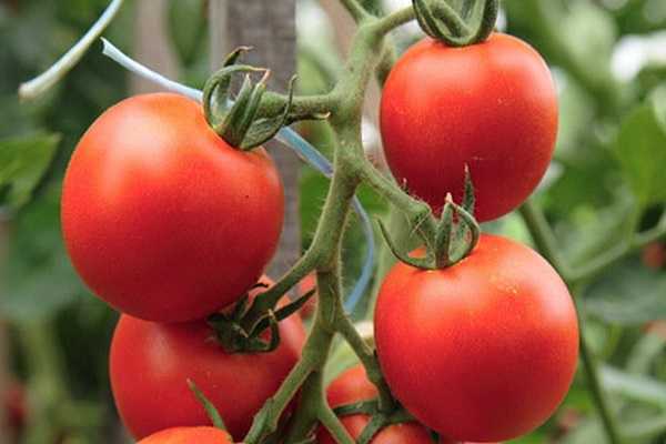 Как вырастить стыдливый румянец: подробное описание коллекционного томата