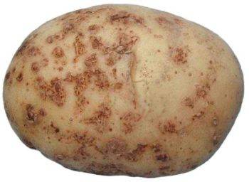 Сорт картофеля «наташа» – описание и фото