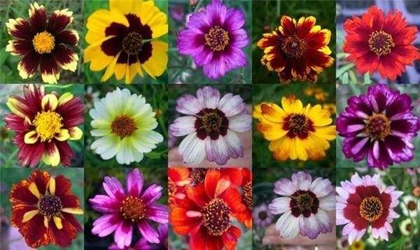 Цветок кореопсис многолетний: виды, сорта, советы по уходу