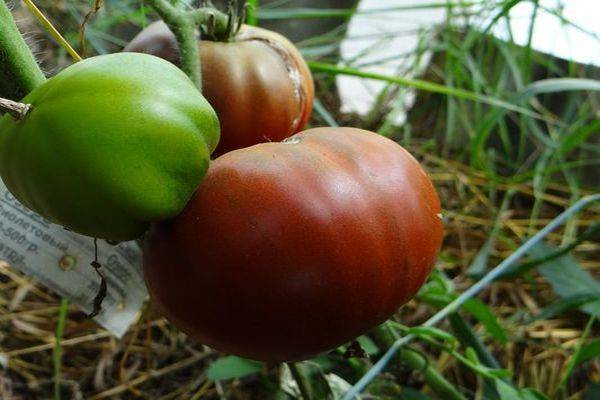 Описание сорта томата стыдливый румянец, особенности выращивания и ухода