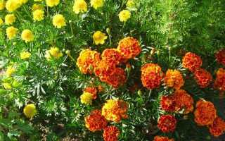 Цветы бархатцы — посадка и уход в открытом грунте