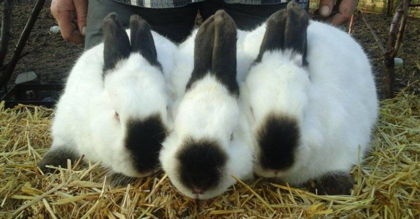 Что едят кролики и чем можно кормить