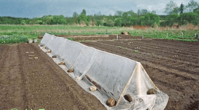 Капуста: выращивание из семян на огороде