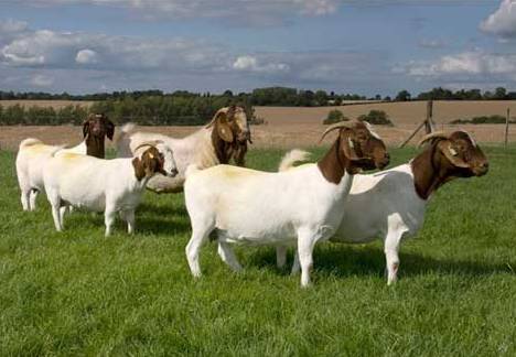 Содержание коз: нюансы выращивания и особенности рациона