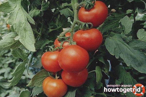 Секреты увеличения урожая томатов в 8 или 10 раз. описание метода выращивания помидоров по маслову