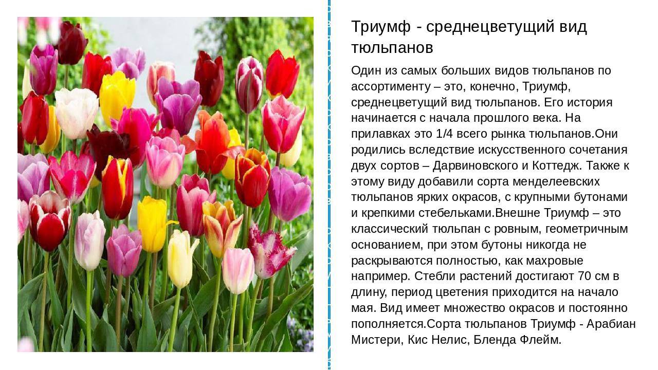 Пионовидные тюльпаны – фото и описания 10 лучших сортов