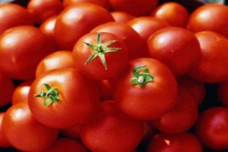 Уникальность томата дамский угодник и чем он привлекателен для огородников?