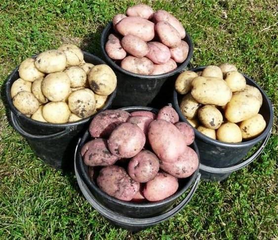 Картофель крепыш описание и характеристика сорта урожайность отзывы фото
