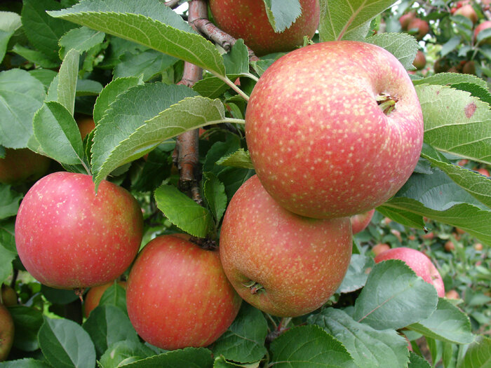 Почему у дерева яблони не развились листья – первая помощь при нарушении формирования листвы