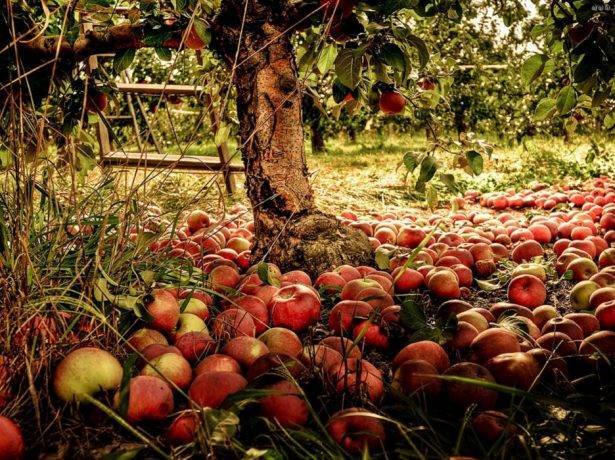 Почему осыпаются яблоки: 5 ключевых причин