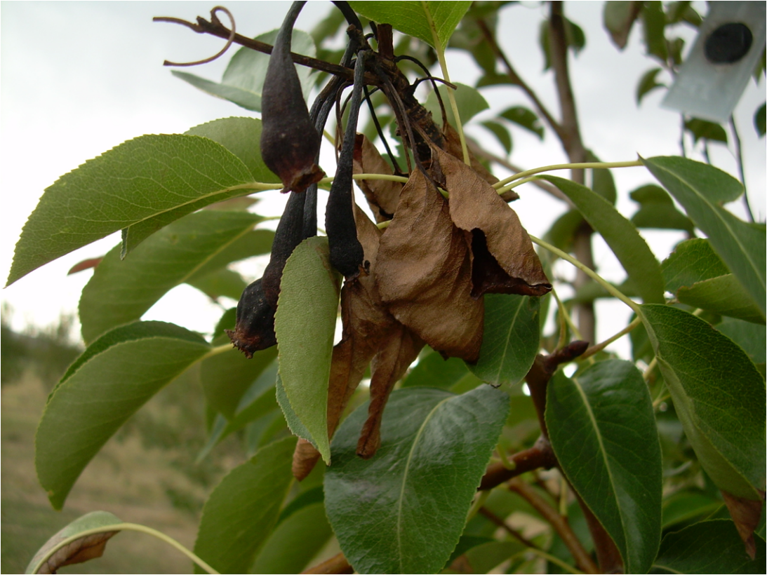 Плоды груши трескаются и гниют на дереве: 5 причин, почему чернеют на ветках не успев созреть