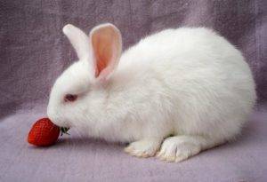 Чем кормить маленьких крольчат?