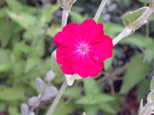 Красивый цветок "лихнис корончатый". уход, посадка и популярные сорта